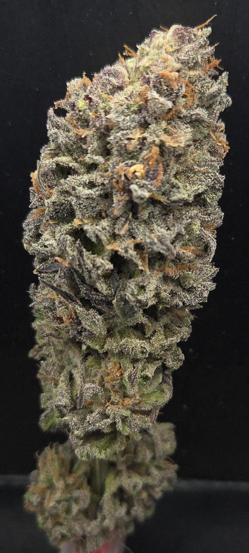 Trentra Sunrise. Week 15