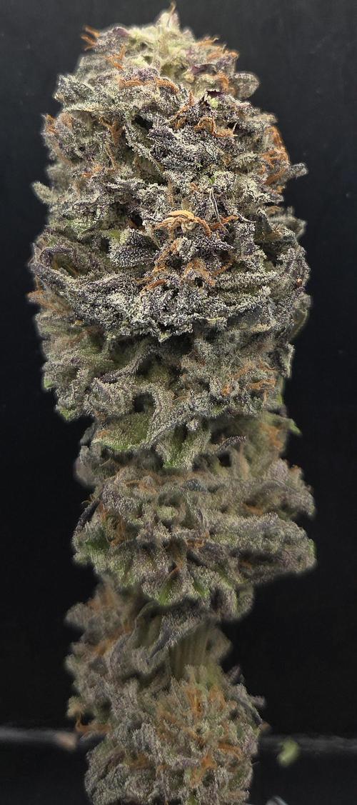 Trentra Sunrise. Week 15