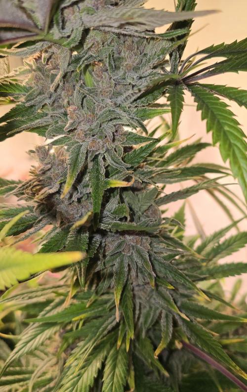 Pink Gelato. Week 15