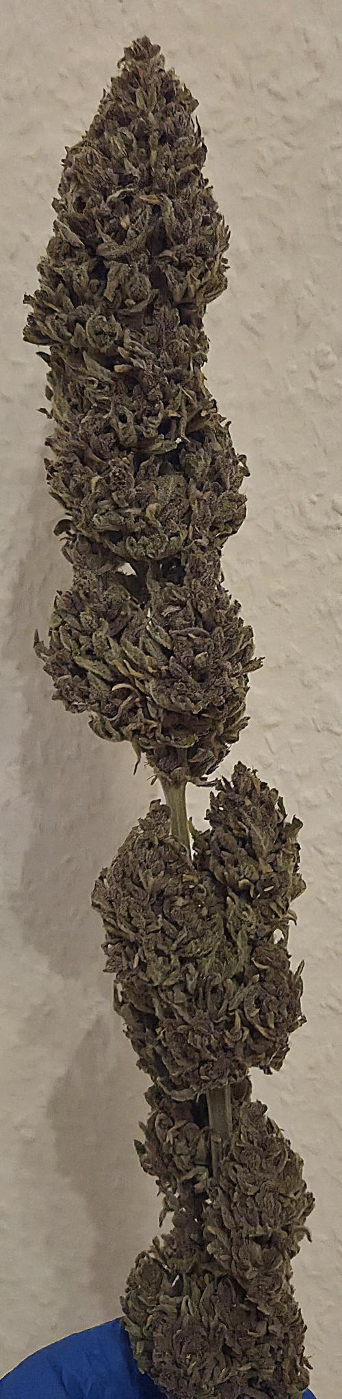 Pink Gelato. Week 15