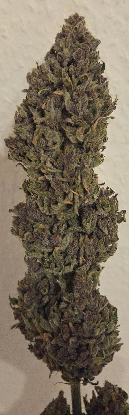 Pink Gelato. Week 15