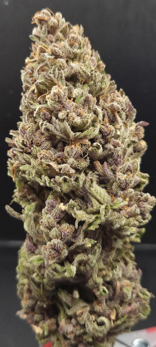 Pink Gelato. Week 15