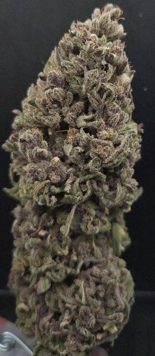 Pink Gelato. Week 15