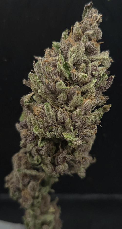 Pink Gelato. Week 15