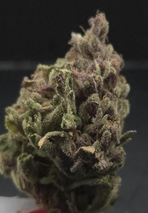 Pink Gelato. Week 15