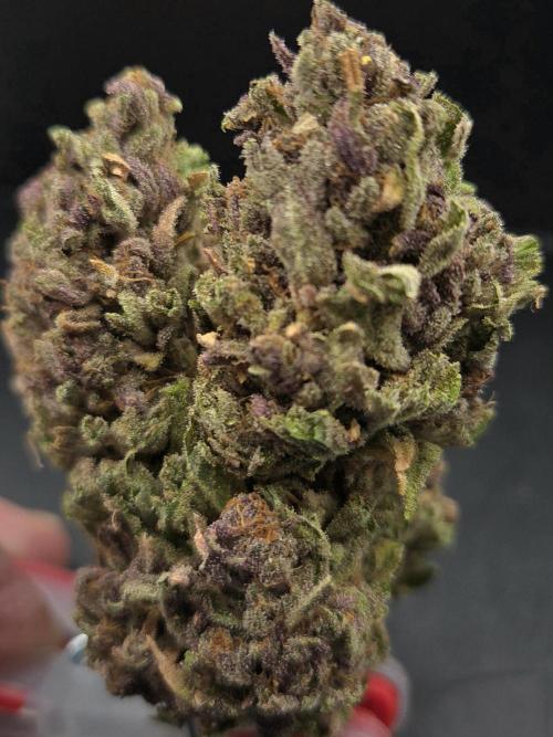 Pink Gelato. Week 15