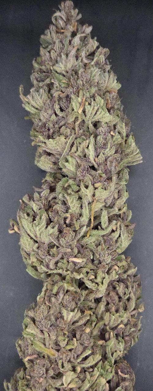 Pink Gelato. Week 15