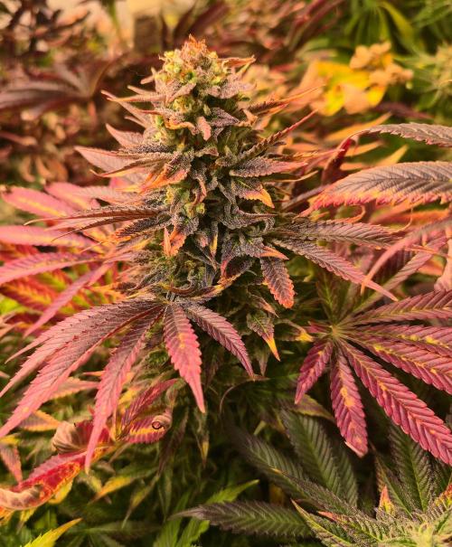 Sour number2. Week 15