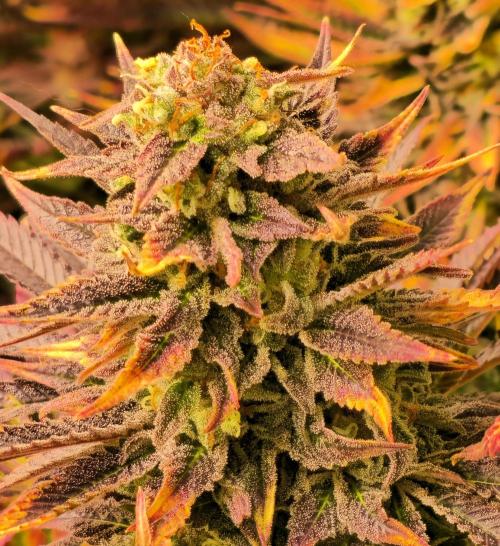 Sour number2. Week 15