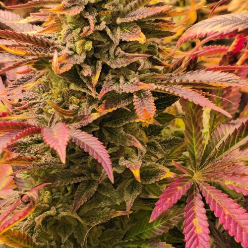 Sour number2. Week 15