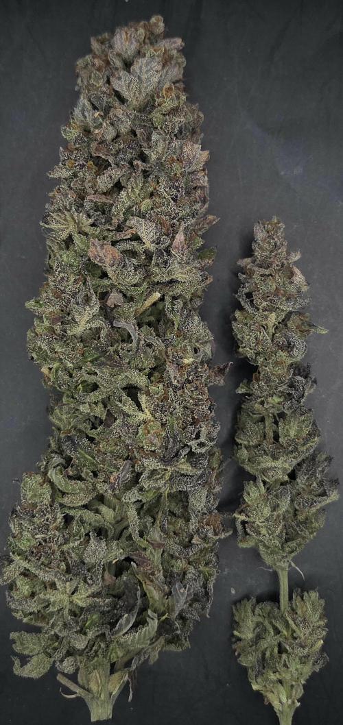 Sour number2. Week 15