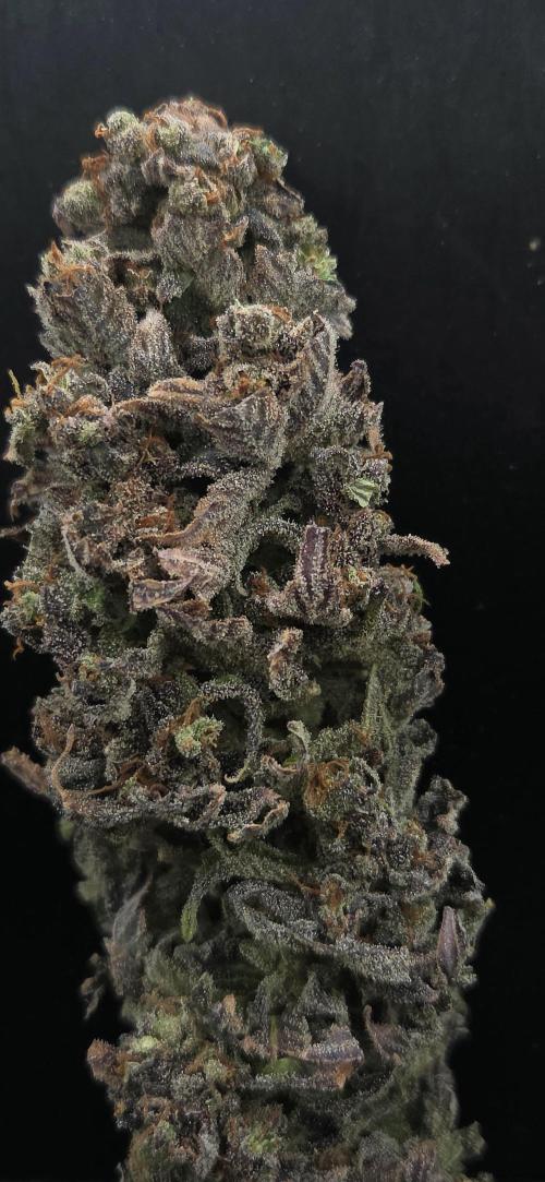 Sour number2. Week 15