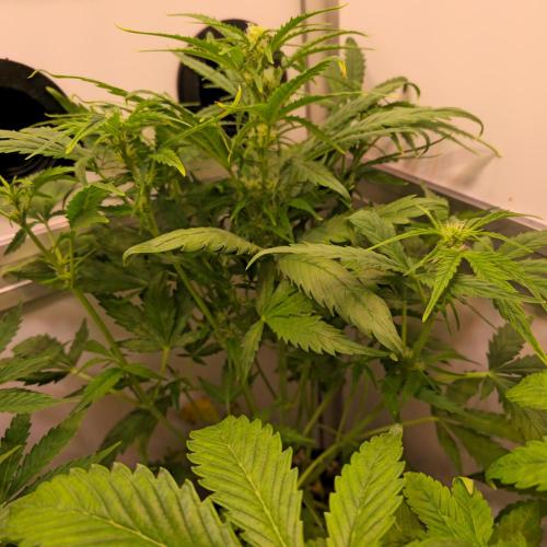 AutoflowerWorldCupBeingThereIsEverything. Week 5