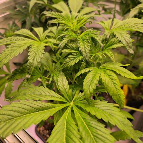 AutoflowerWorldCupBeingThereIsEverything. Week 5