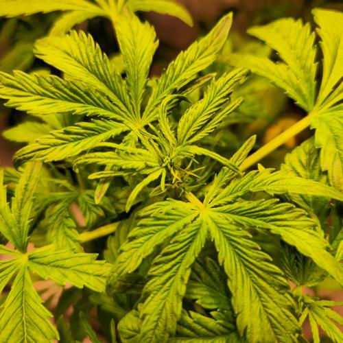 AutoflowerWorldCupBeingThereIsEverything. Week 5