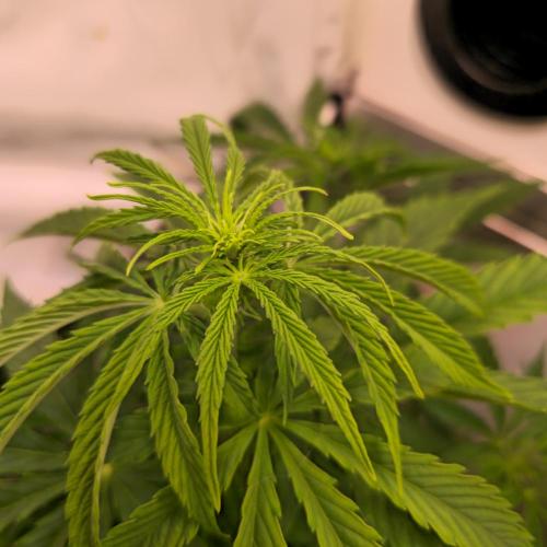 AutoflowerWorldCupBeingThereIsEverything. Week 5