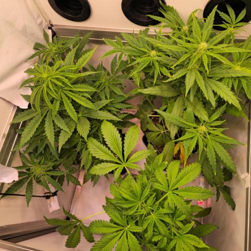 AutoflowerWorldCupBeingThereIsEverything. Week 5