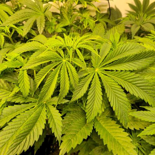 Lemon Mandarin #2. Week 5