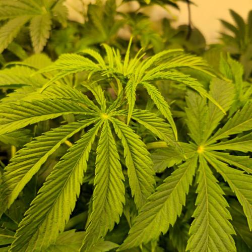 Lemon Mandarin #2. Week 5