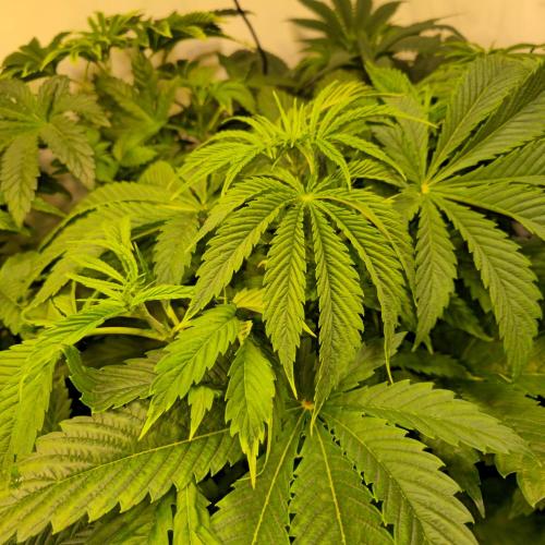 Lemon Mandarin #2. Week 5