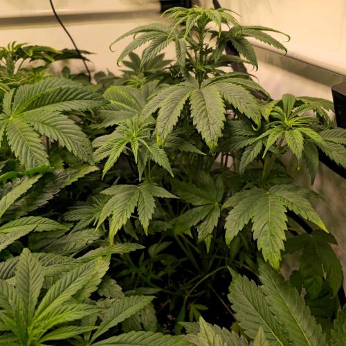 Strawberry Cola Sherbet. Week 5