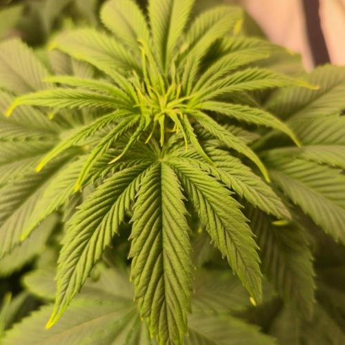 Strawberry Cola Sherbet. Week 5