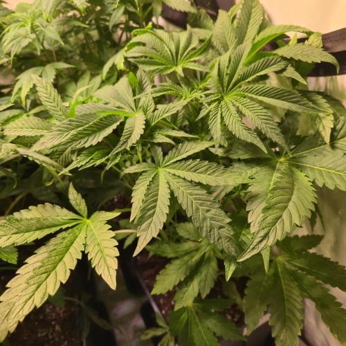 Guava Spritz. Week 5