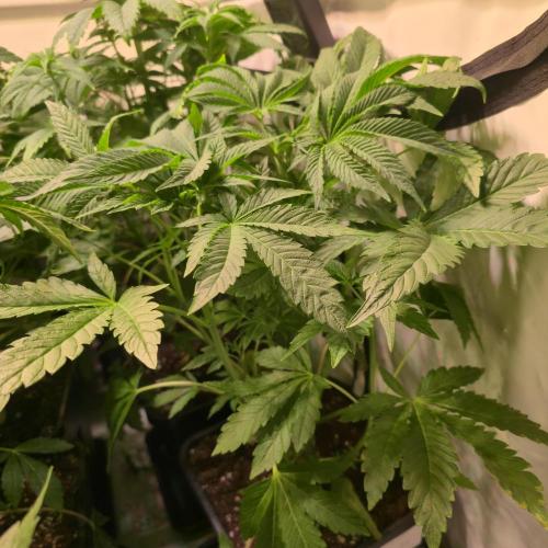 Guava Spritz. Week 5