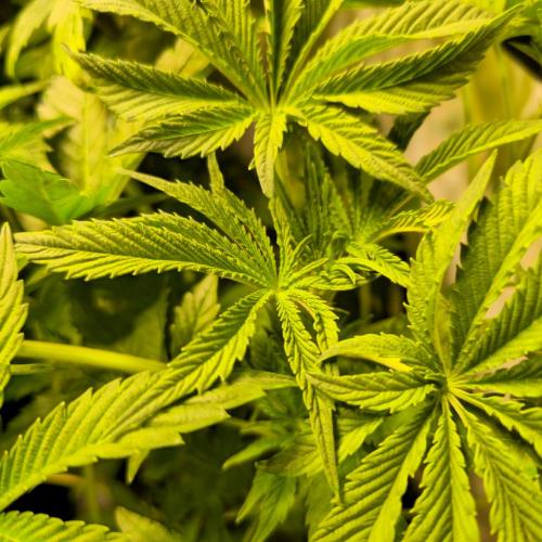 Guava Spritz. Week 5