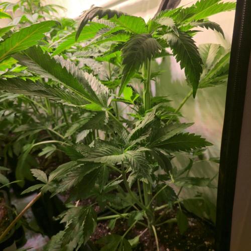 A.Moonrocks #3. Week 5