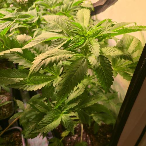 A.Moonrocks #3. Week 5