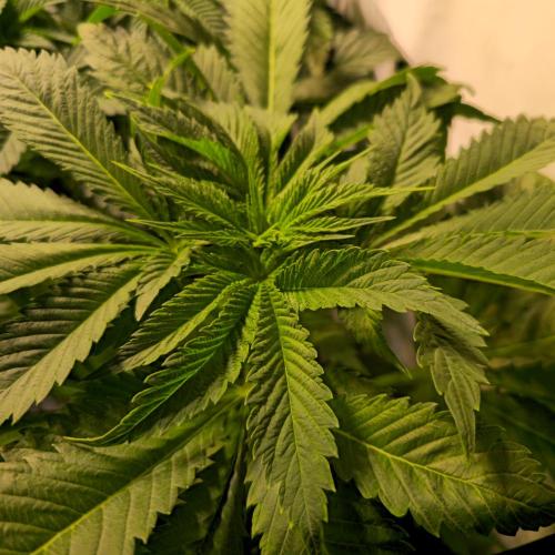 A.Moonrocks #3. Week 5