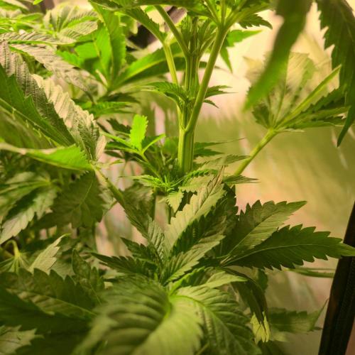 A.Moonrocks #3. Week 5