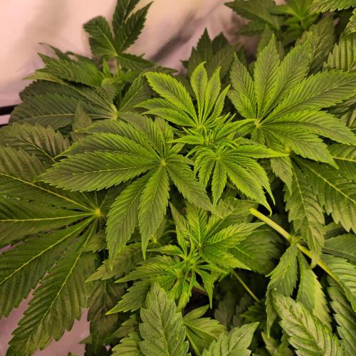 Mimosa Cherry Kush. Week 5