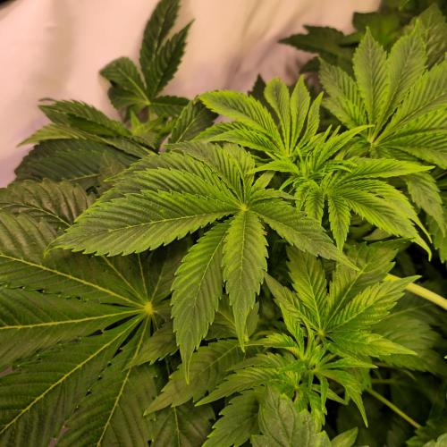 Mimosa Cherry Kush. Week 5