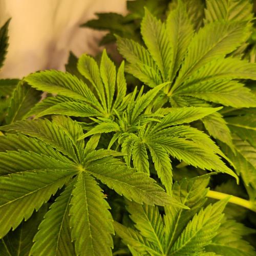 Mimosa Cherry Kush. Week 5