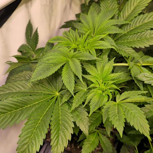 Mimosa Cherry Kush. Week 5