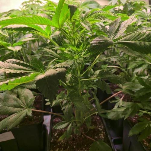 Permanent Marker. Week 5