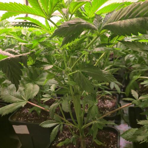 Permanent Marker. Week 5