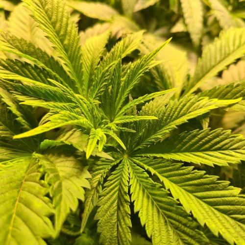 Permanent Marker. Week 5