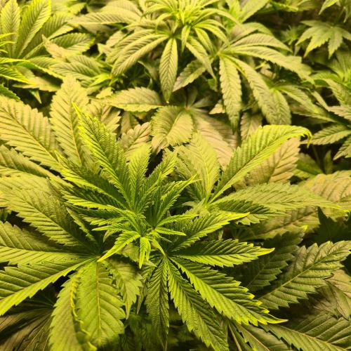 Permanent Marker. Week 5