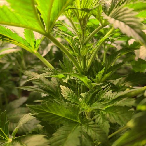 Permanent Marker. Week 5