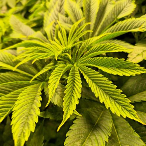 Biscotti Vanilla. Week 5