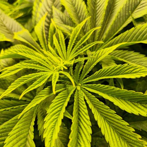 Biscotti Vanilla. Week 5