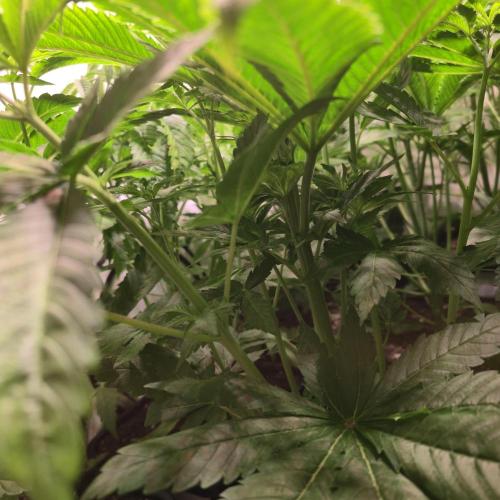 Biscotti Vanilla. Week 5