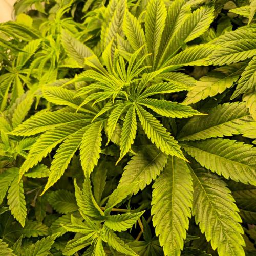 Biscotti Vanilla. Week 5