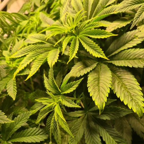 Biscotti Vanilla. Week 5