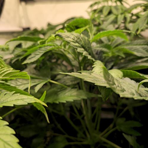 Drizle Pickle. Week 5