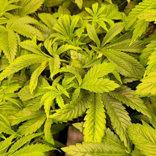 Drizle Pickle. Week 5