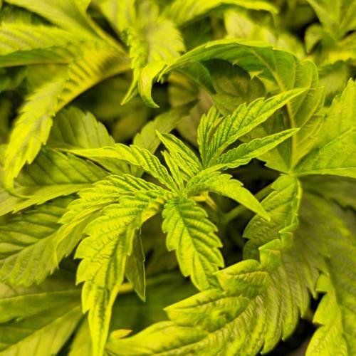 Drizle Pickle. Week 5